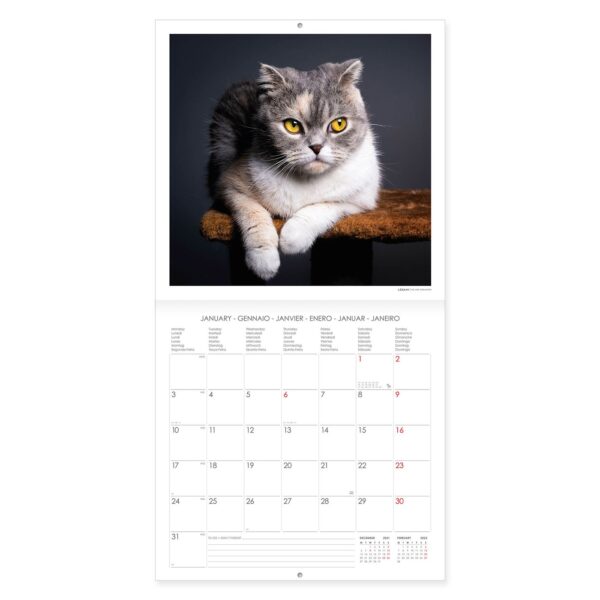 Legami Kalender Cats 2 • Cats Wandkalender 2022 – 30 x 29 cm