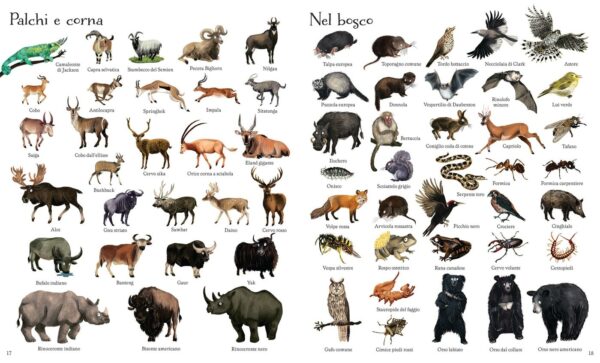 Usborne 1000 illustrazioni – 1000 animali 5 • 1000 illustrazioni – 1000 animali