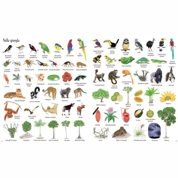 Usborne 1000 illustrazioni – 1000 meraviglie della natura 1 1 | 1000 illustrazioni – 1000 meraviglie della natura