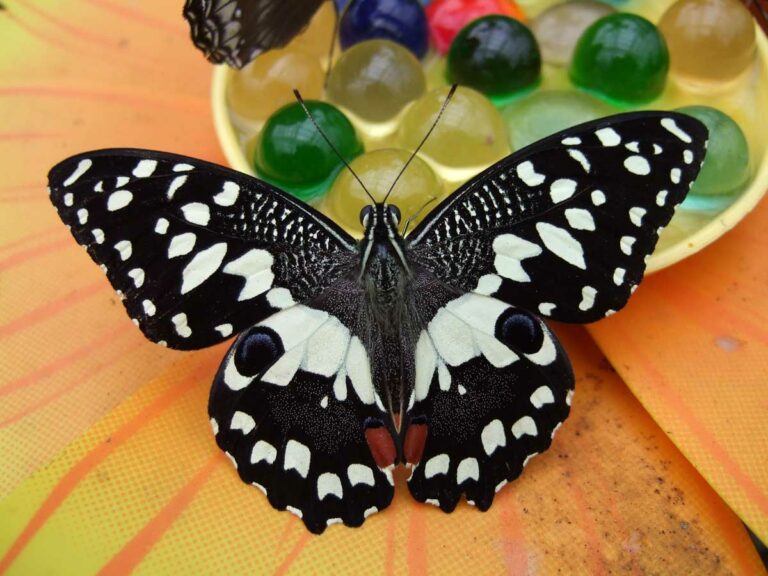 bordano farfalle | La leggenda dell'Orcolat (A2)